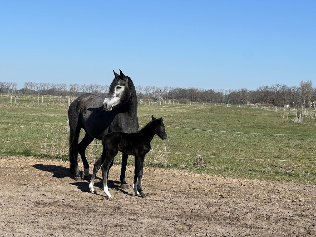 Hanovrien Jument 4 Ans 168 cm Gris in Brandenburg an der Havel