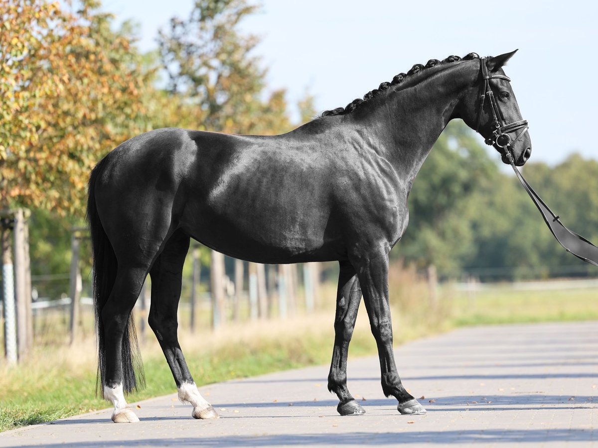 Hanovrien Jument 4 Ans 168 cm Noir in Loewenberger Land, 30 min von Berlin