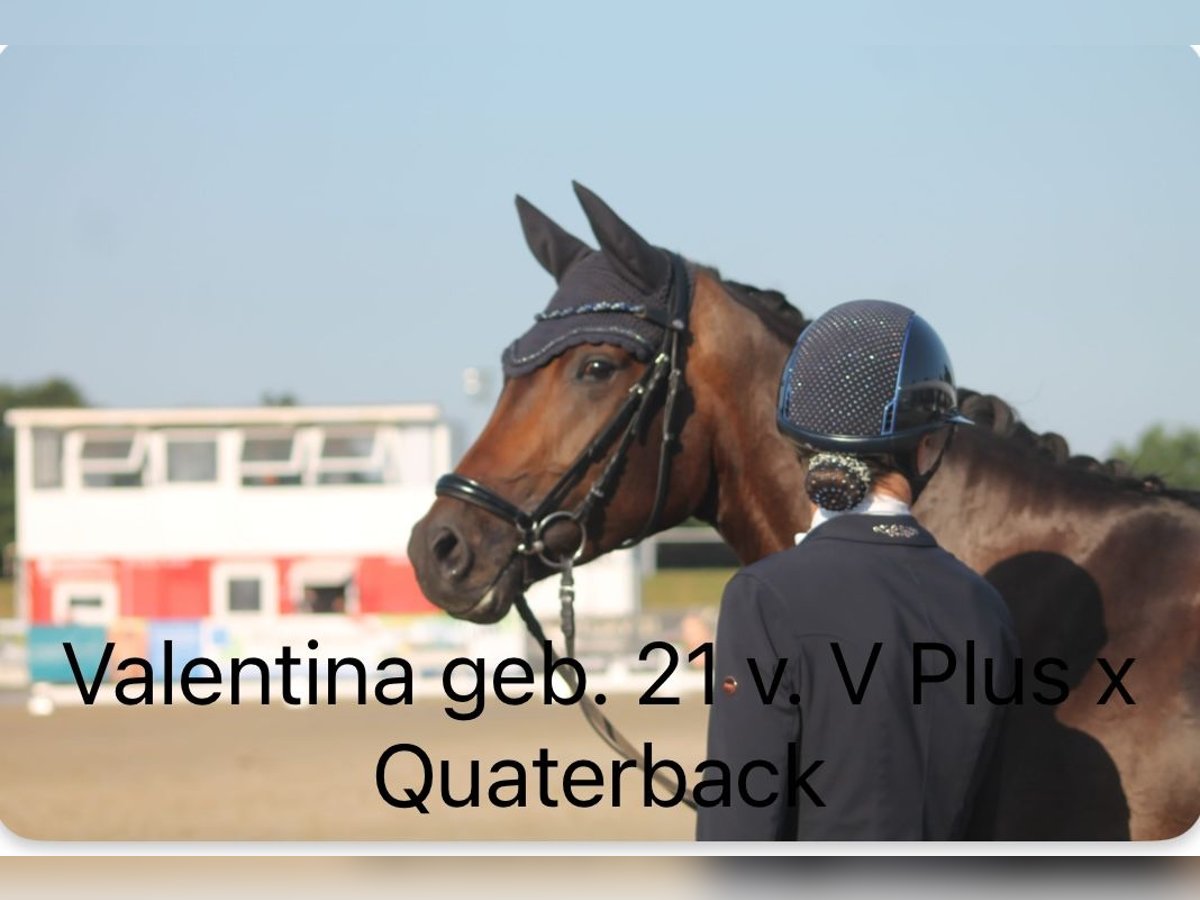 Hanovrien Jument 4 Ans 169 cm Bai brun in Fleckeby