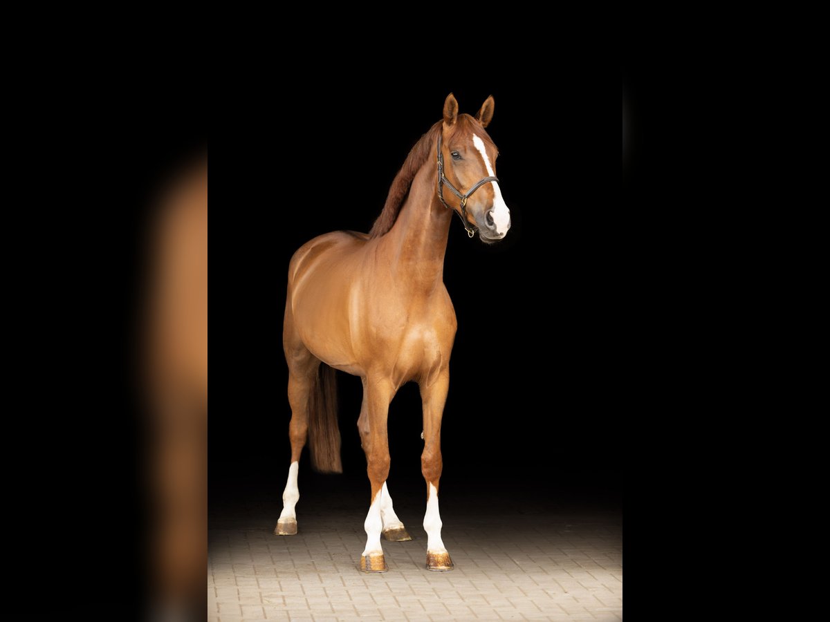 Hanovrien Jument 4 Ans 170 cm Alezan brûlé in Gifhorn