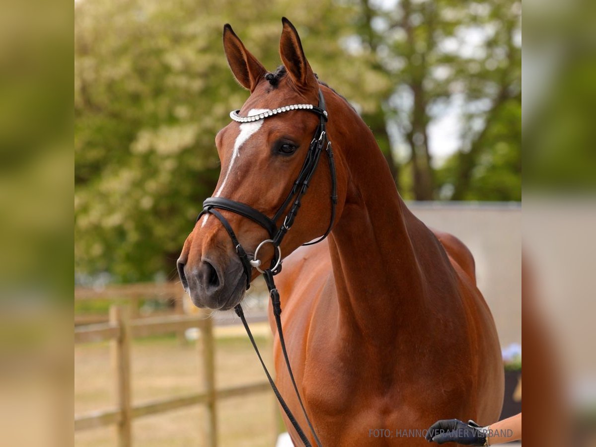 Hanovrien Jument 4 Ans 170 cm Bai in Verden