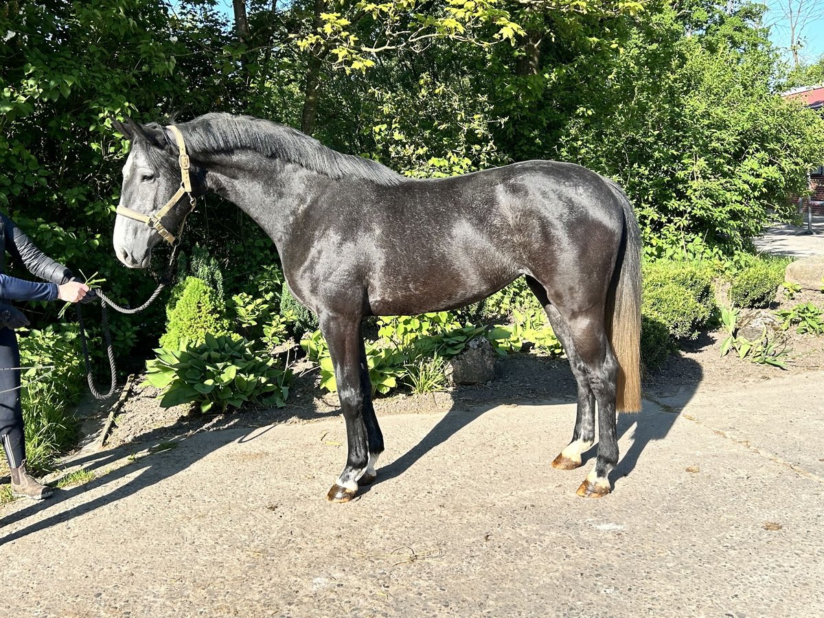 Hanovrien Jument 4 Ans 170 cm Gris in M&#xFC;nster