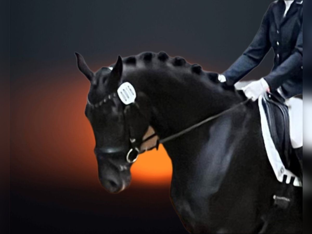 Hanovrien Jument 4 Ans 170 cm Noir in Leer (Ostfriesland)