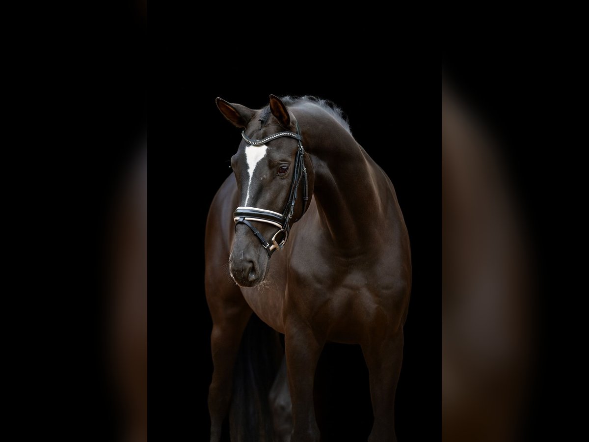 Hanovrien Jument 4 Ans 170 cm Noir in Neuenkirchen