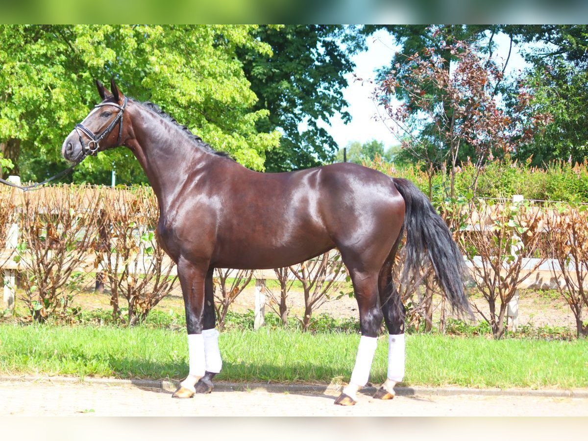 Hanovrien Jument 4 Ans 170 cm Noir in Selsingen