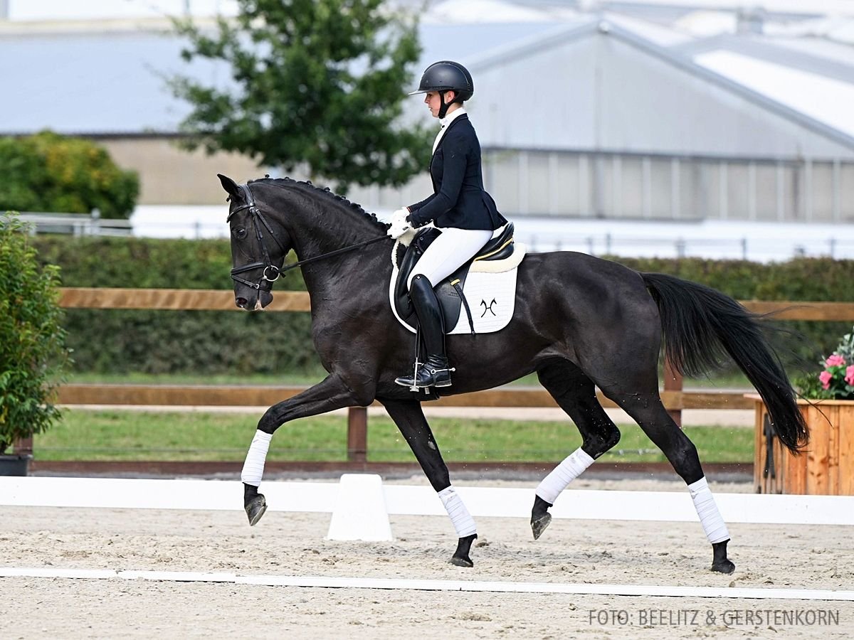 Hanovrien Jument 4 Ans 170 cm Noir in Verden