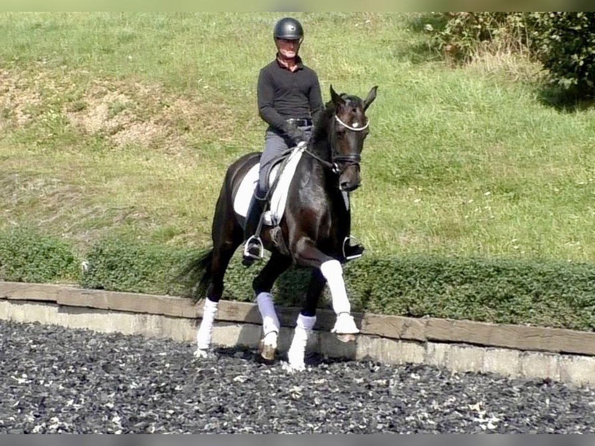 Hanovrien Jument 4 Ans 172 cm Bai brun in Niederkirchen