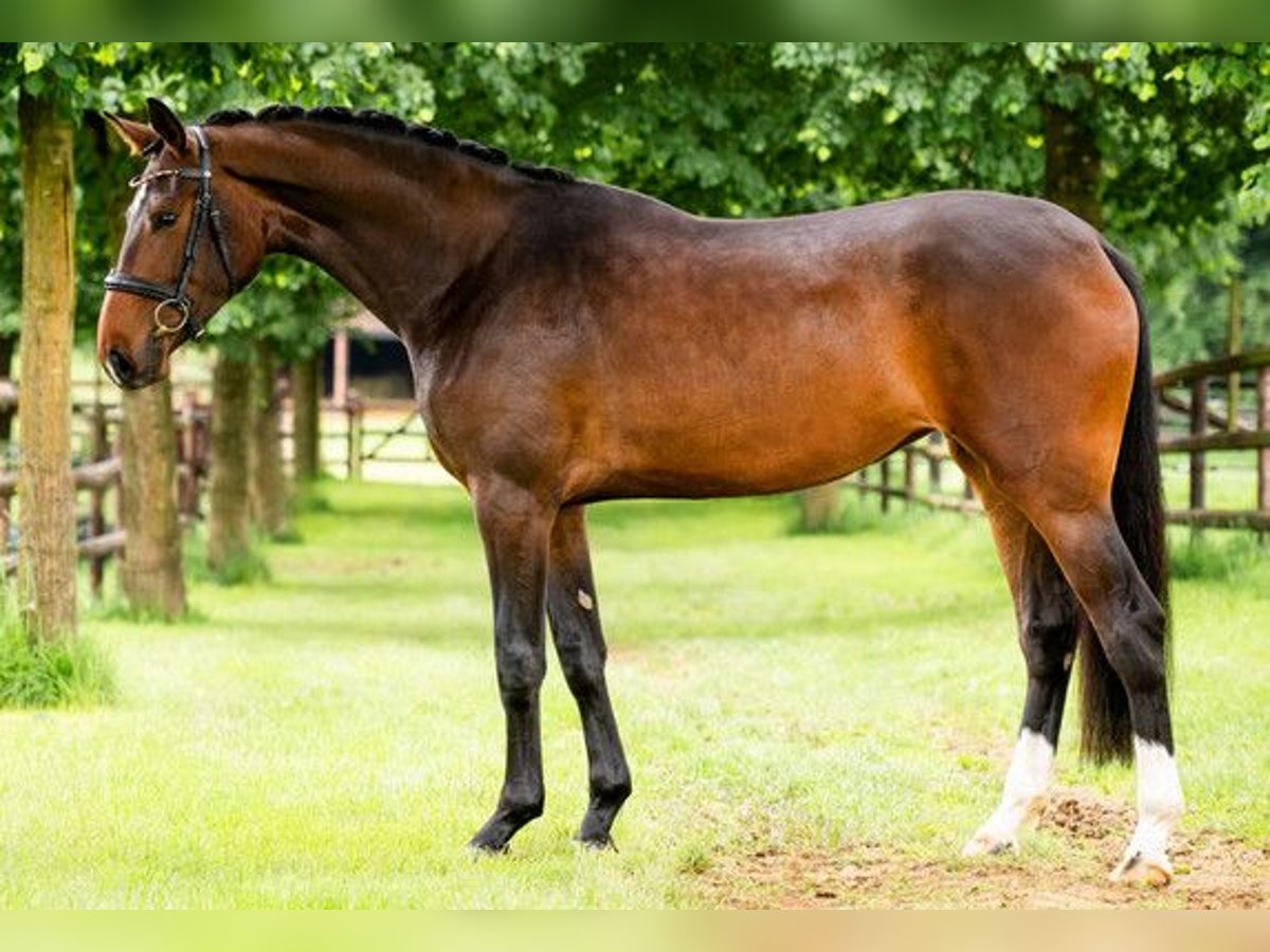 Hanovrien Jument 4 Ans 172 cm Bai in St.Vith
