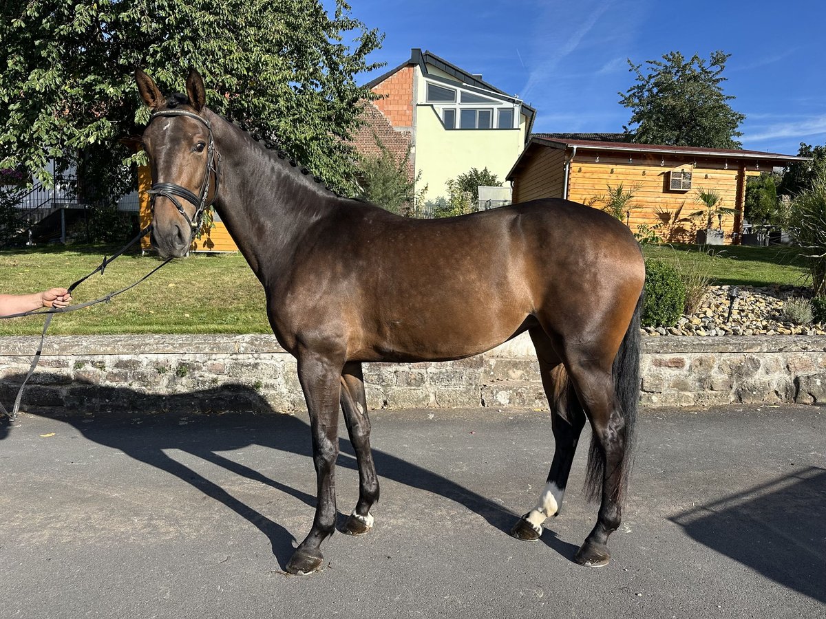 Hanovrien Jument 4 Ans 172 cm Bai in Hofbieber