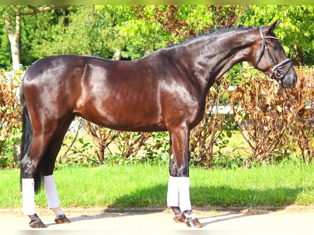 Hanovrien Jument 4 Ans 172 cm Noir in Selsingen