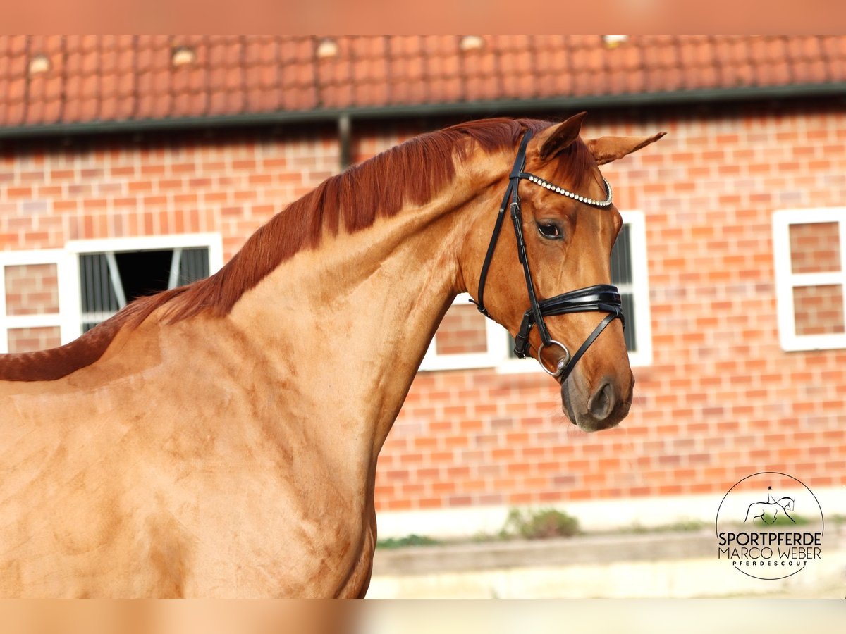 Hanovrien Jument 4 Ans 173 cm Alezan in Werl