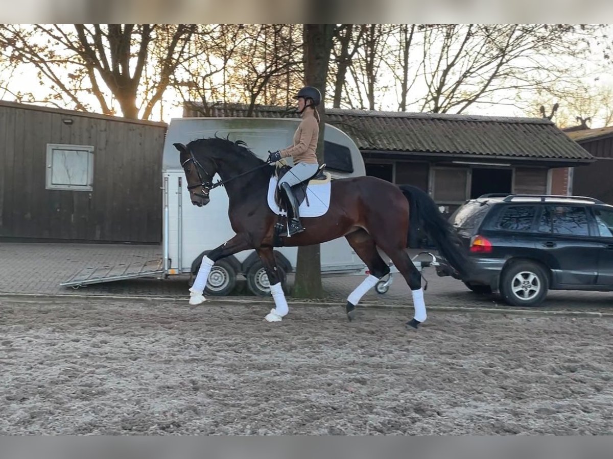 Hanovrien Jument 4 Ans 174 cm Bai brun in Adelheidsdorf