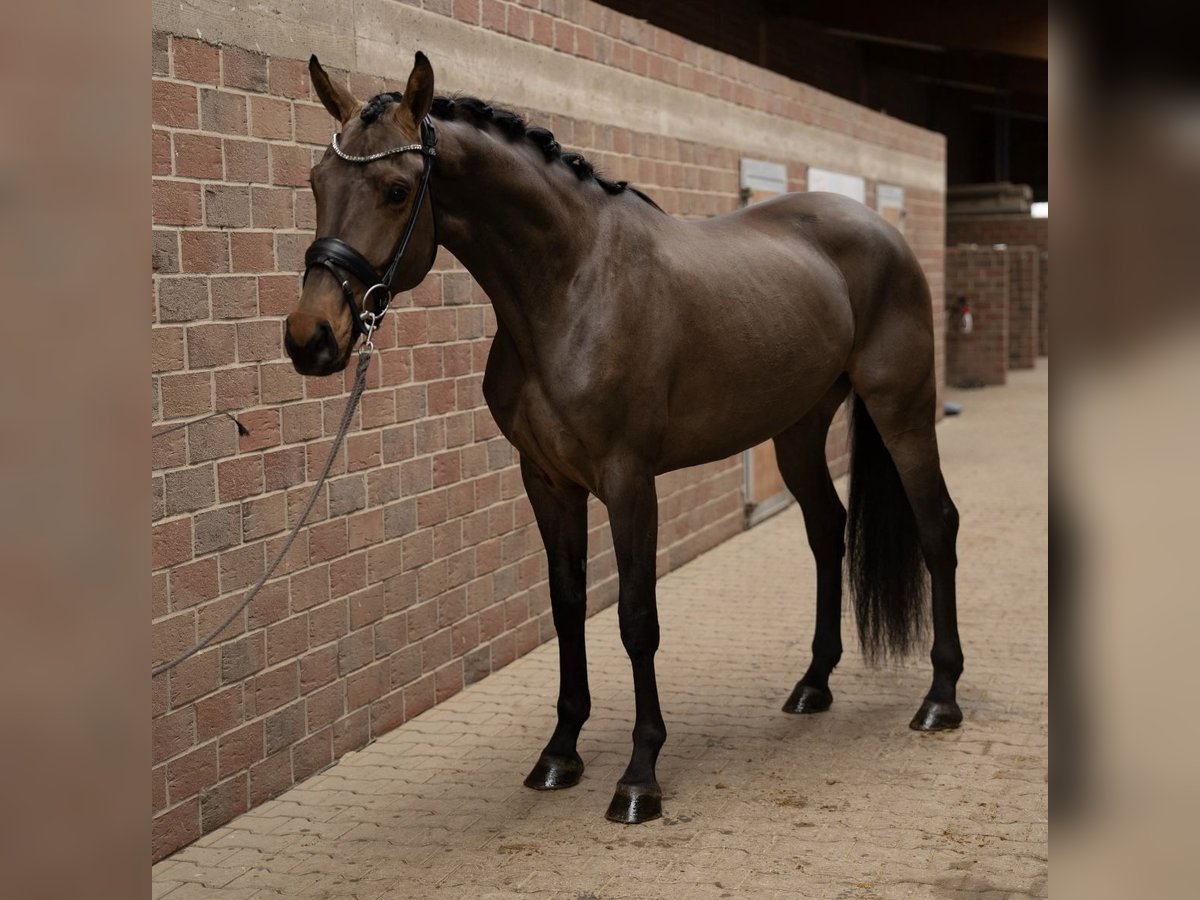 Hanovrien Jument 4 Ans 174 cm Bai in Löhnberg Hanovrien Jument 4 Ans 174 cm Bai in Löhnberg