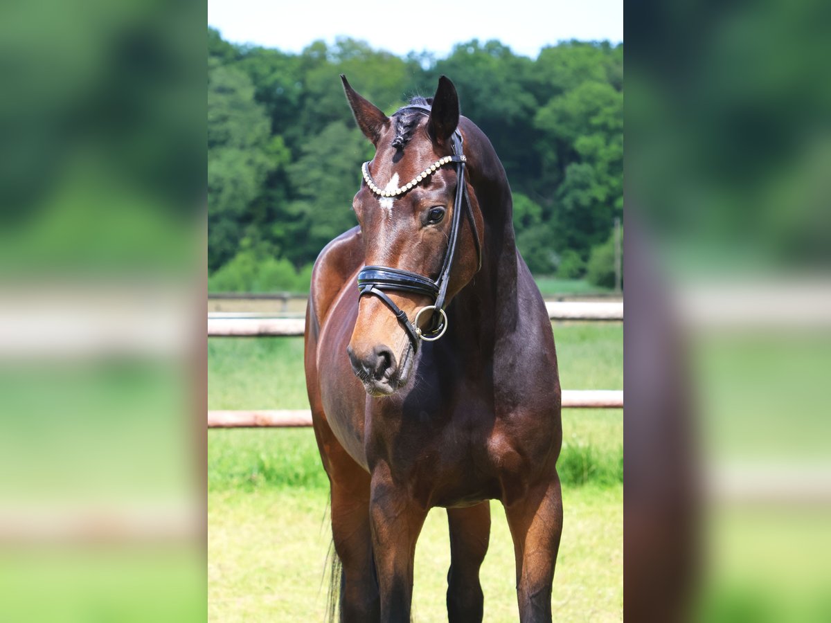 Hanovrien Jument 4 Ans 177 cm Bai in Nottuln