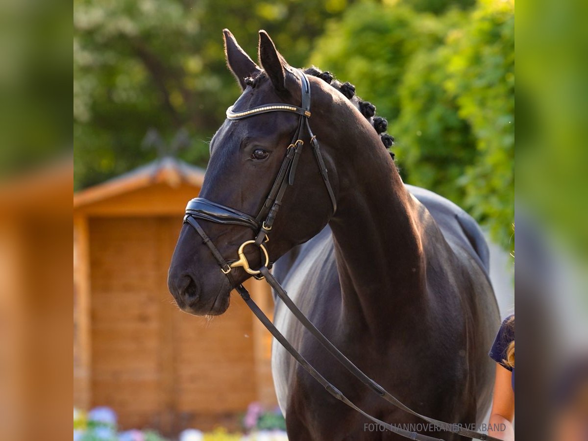 Hanovrien Jument 4 Ans 178 cm Alezan brûlé in Verden