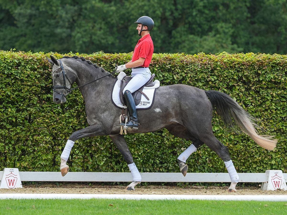 Hanovrien Jument 4 Ans 179 cm Gris in Münster