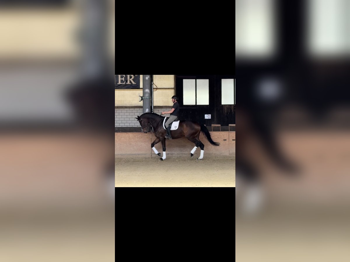 Hanovrien Jument 4 Ans 180 cm Bai in Bad Bentheim