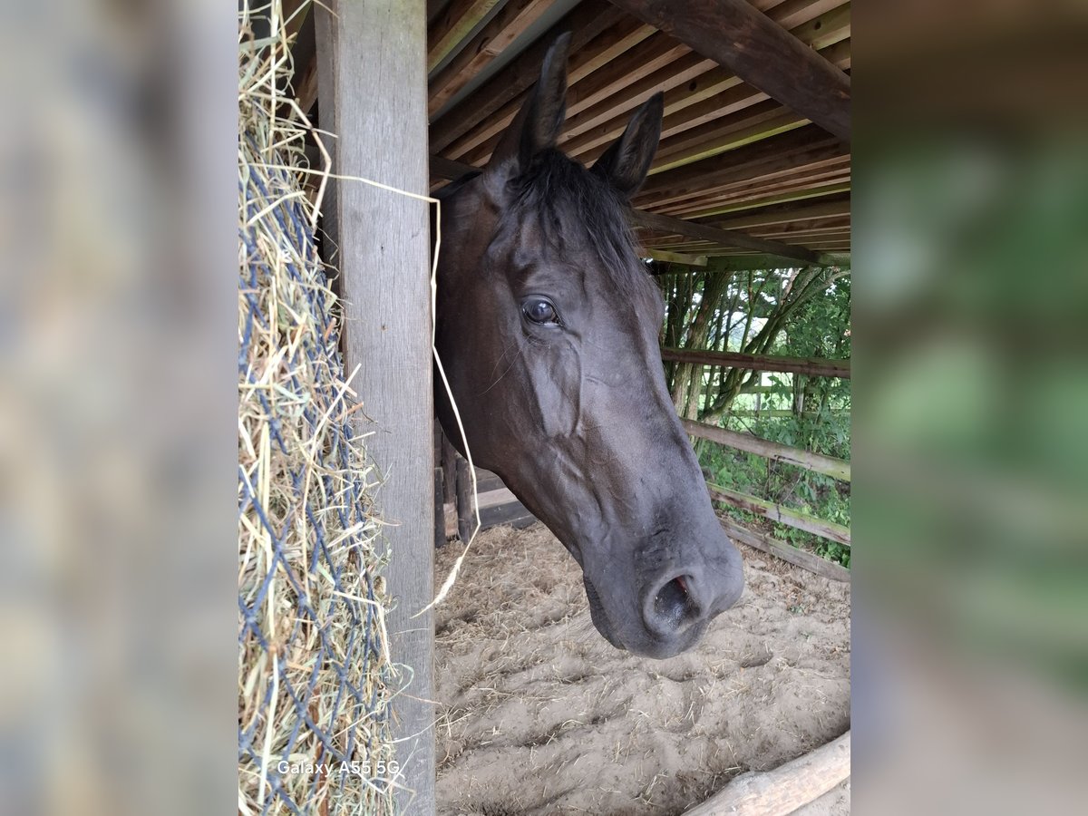 Hanovrien Jument 4 Ans 180 cm Noir in Soltau