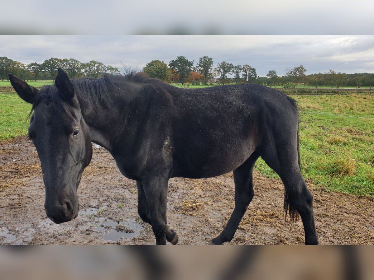 Hanovrien Jument 4 Ans Noir in Wedemark