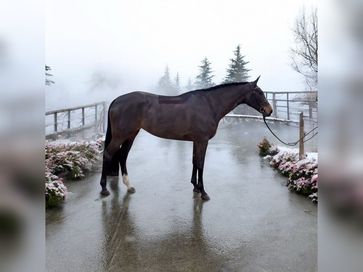 Hanovrien Jument 5 Ans 162 cm Bai brun in Kroatisch Minihof / Mjenovo