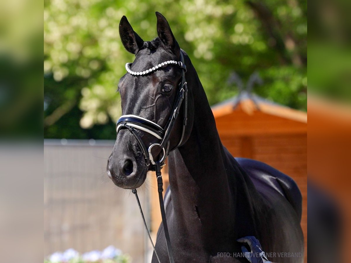 Hanovrien Jument 5 Ans 162 cm Bai in Verden