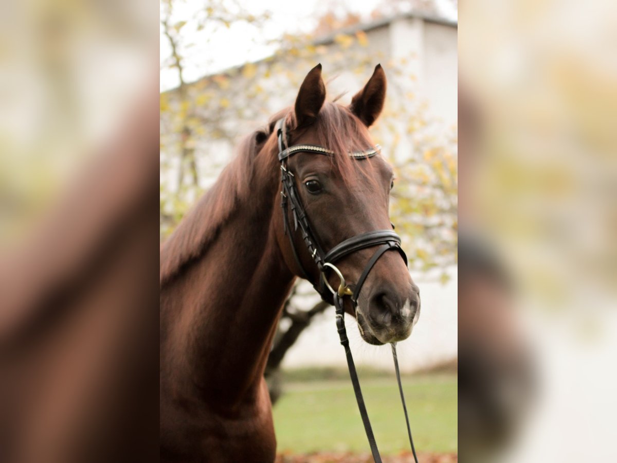 Hanovrien Jument 5 Ans 163 cm Alezan brûlé in Großbeeren