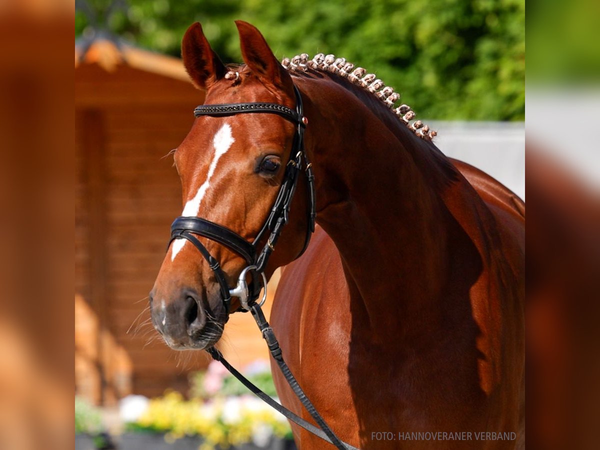 Hanovrien Jument 5 Ans 163 cm Bai in Verden