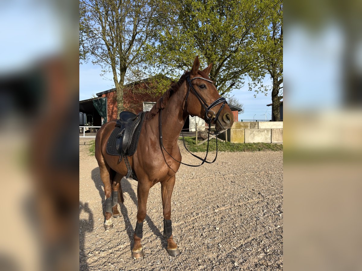Hanovrien Jument 5 Ans 164 cm Alezan brûlé in Rhede