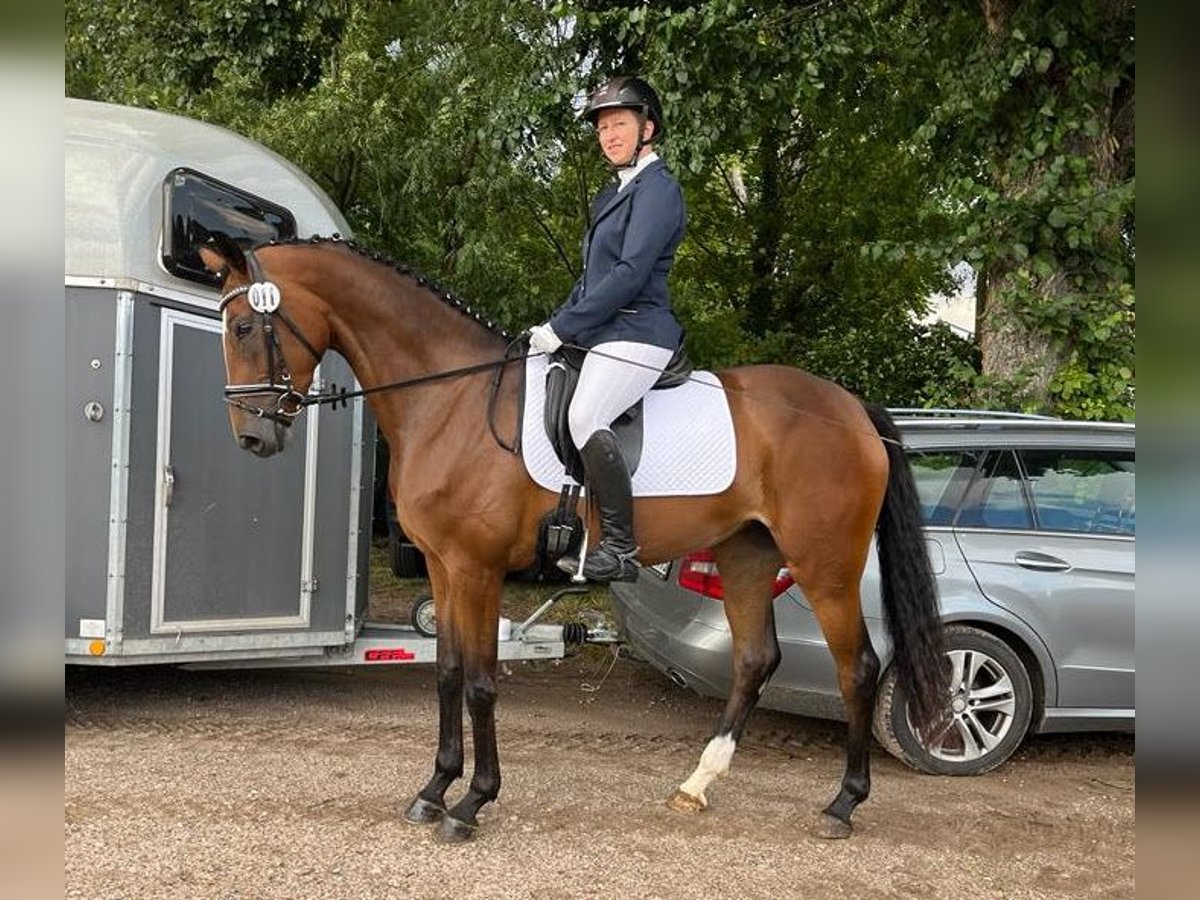 Hanovrien Jument 5 Ans 164 cm Bai in Mockrehna