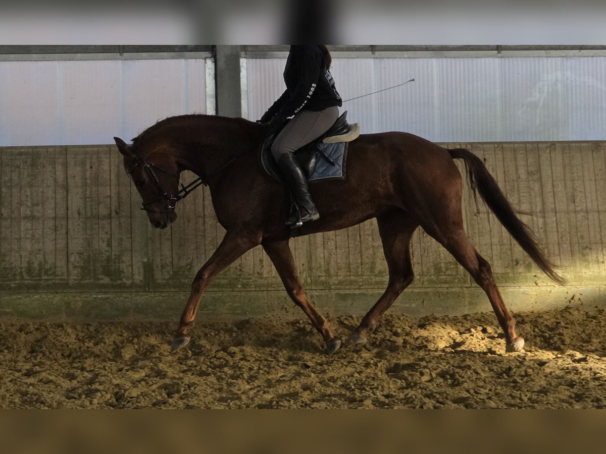 Hanovrien Jument 5 Ans 165 cm Alezan brûlé in Wachtendonk