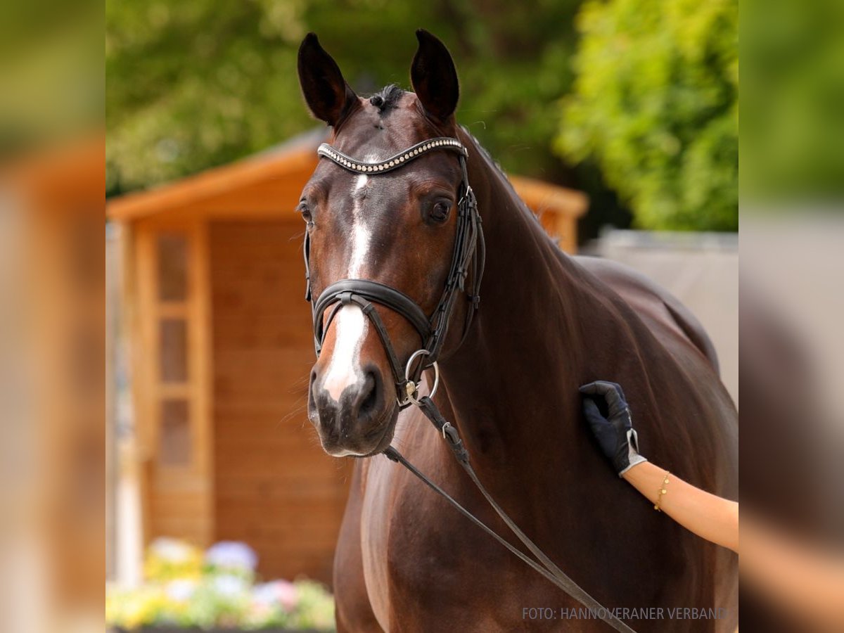 Hanovrien Jument 5 Ans 165 cm Bai brun in Verden