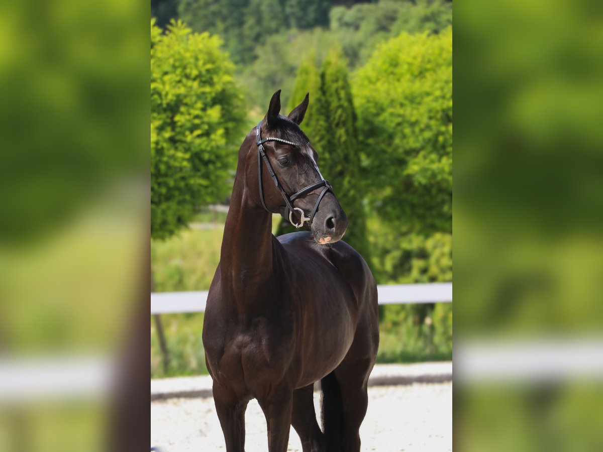 Hanovrien Jument 5 Ans 165 cm Noir in Schw&#xE4;bisch Hall