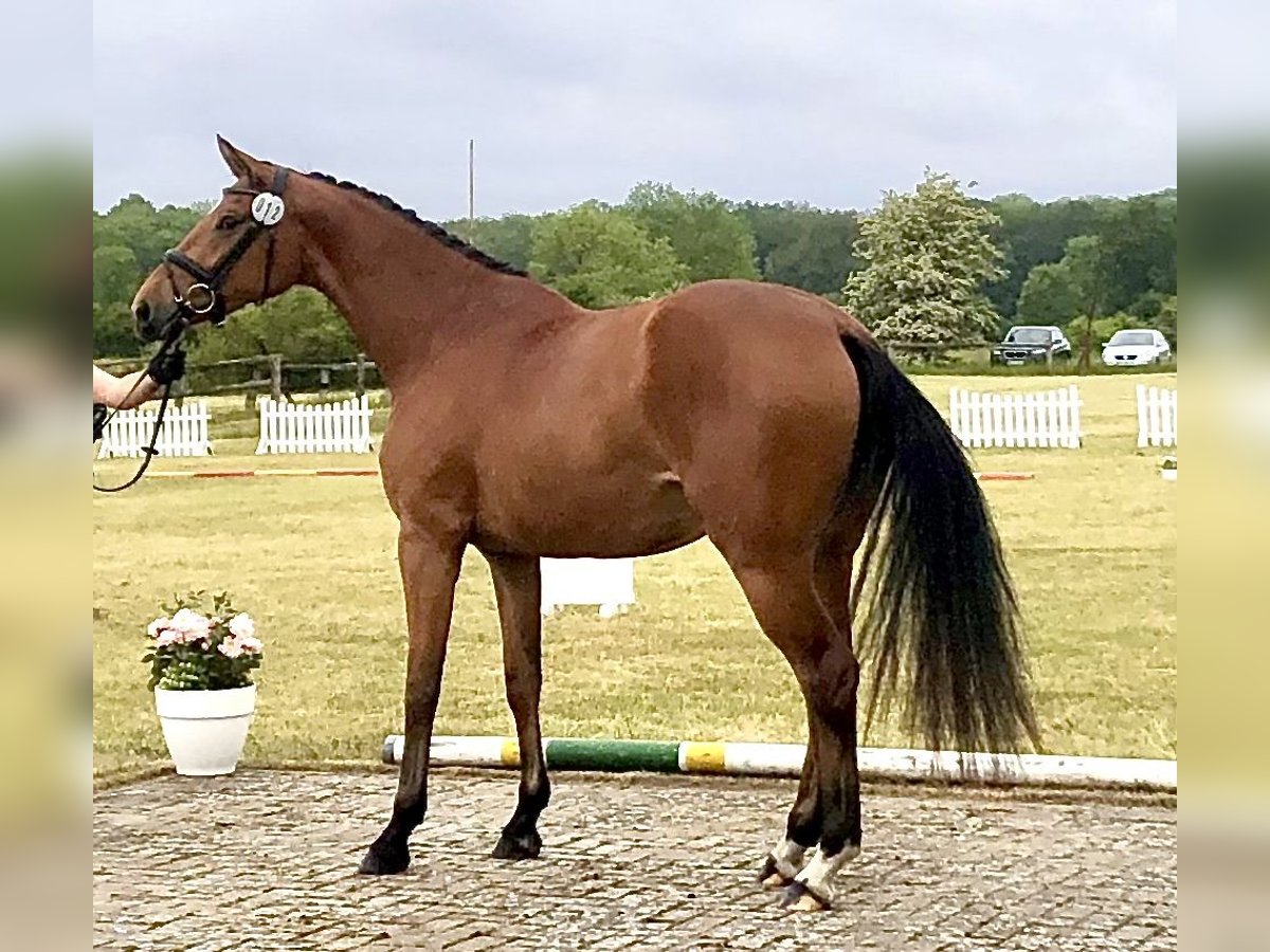 Hanovrien Jument 5 Ans 166 cm Bai in Walsrode