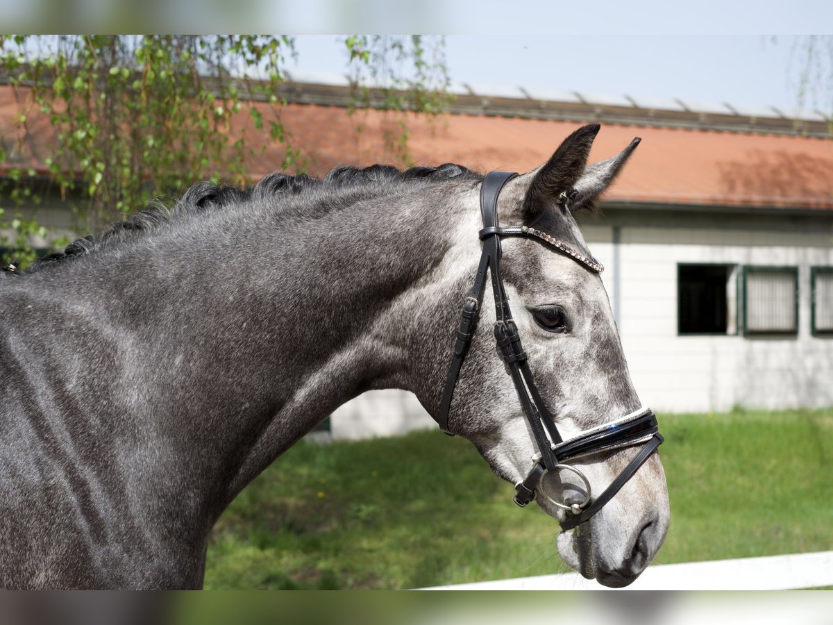 Hanovrien Jument 5 Ans 166 cm Gris in Gro&#xDF; Kreutz