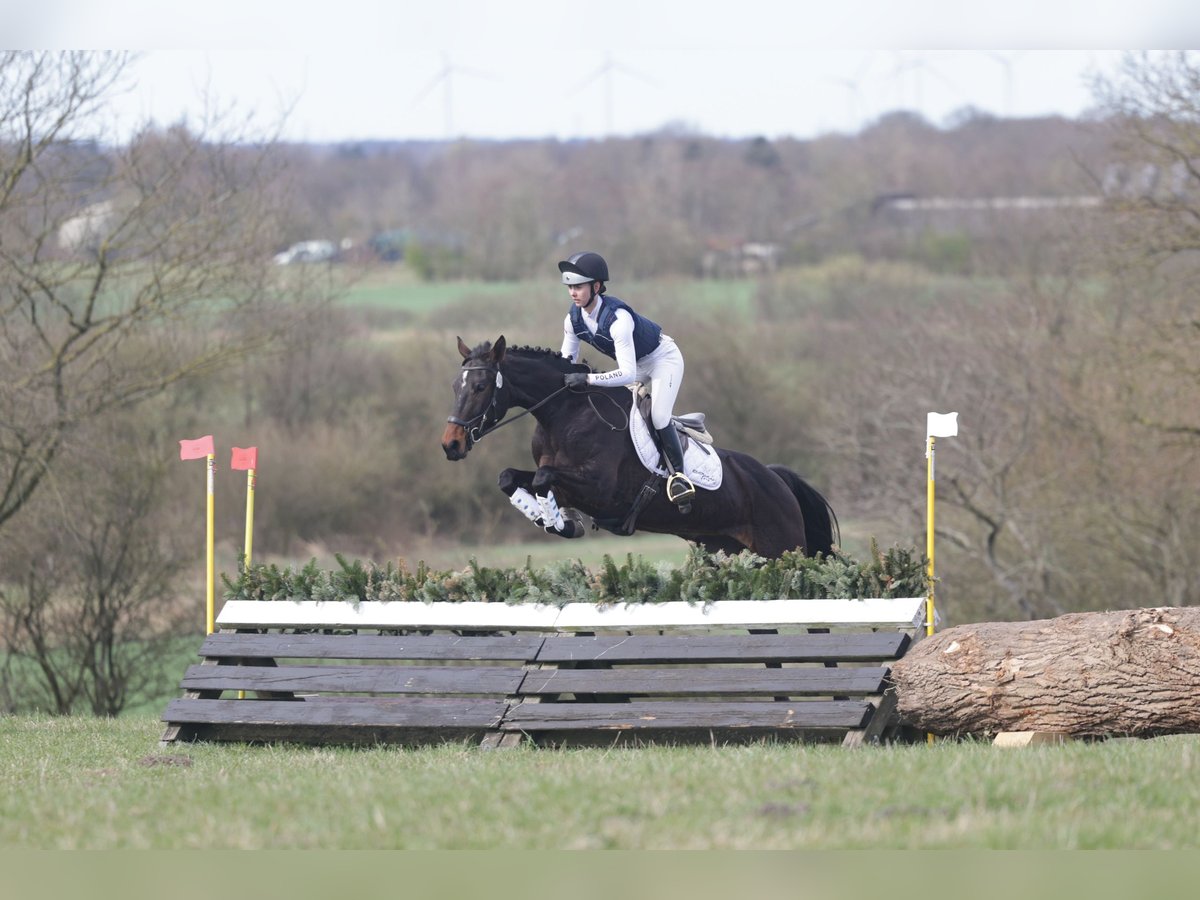 Hanovrien Jument 5 Ans 168 cm Bai brun in Kleinwiehe