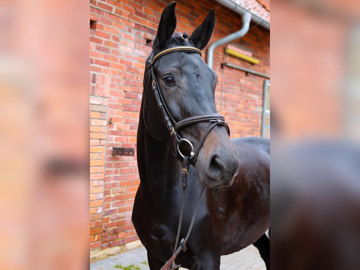 Hanovrien Jument 5 Ans 168 cm Bai brun in Dannenberg (Elbe)