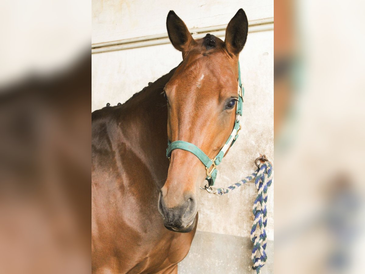 Hanovrien Jument 5 Ans 168 cm Bai clair in Gleichen