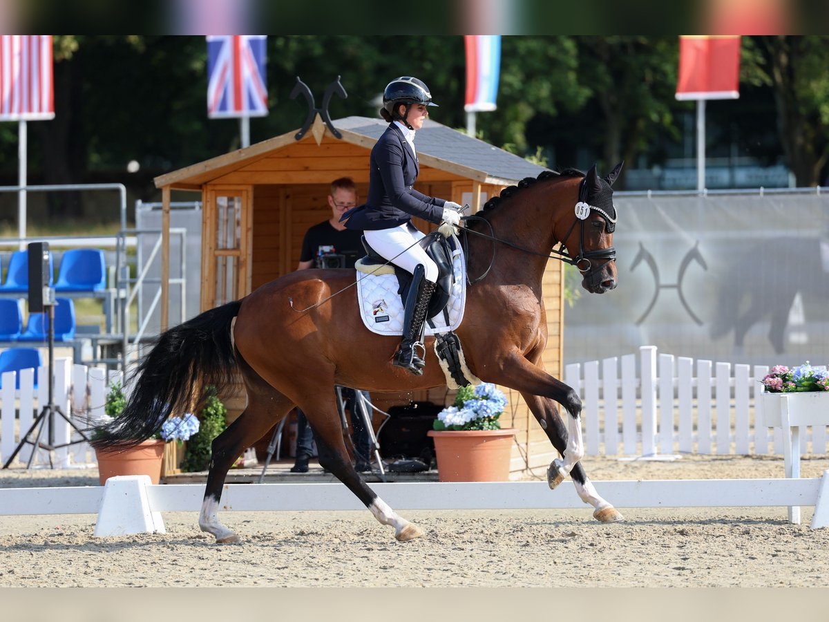 Hanovrien Jument 5 Ans 168 cm Bai in Lienen