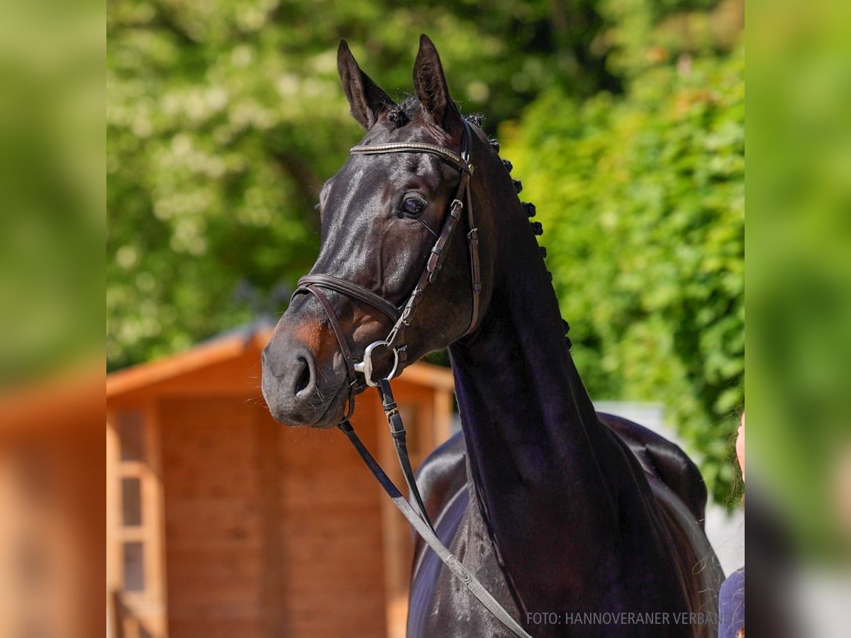 Hanovrien Jument 5 Ans 168 cm Noir in Verden
