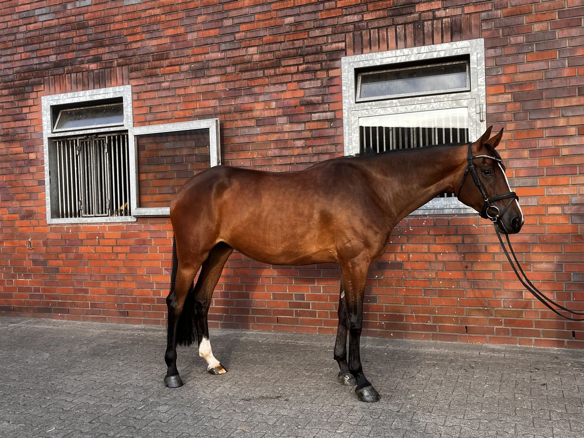Hanovrien Jument 5 Ans 169 cm Bai brun in Hasel&#xFC;nne