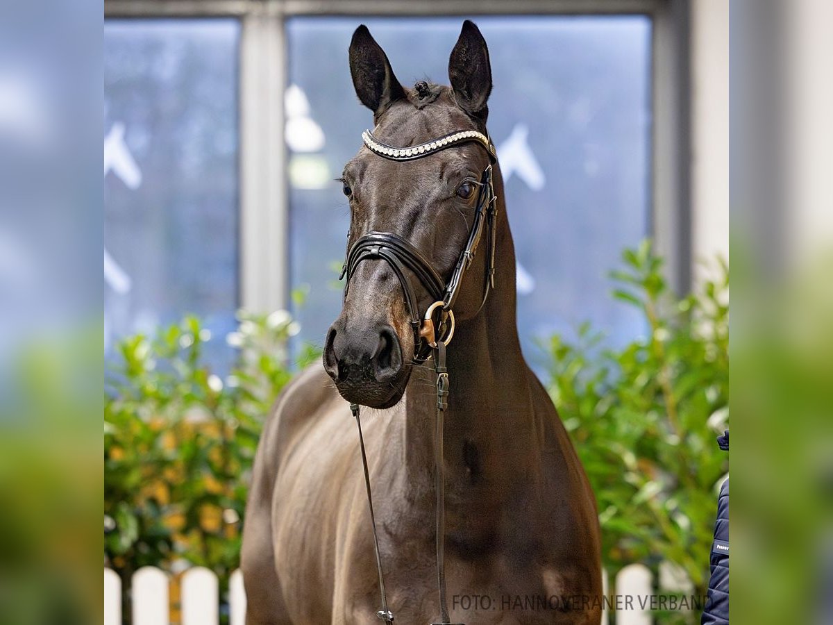 Hanovrien Jument 5 Ans 169 cm Bai brun in Verden