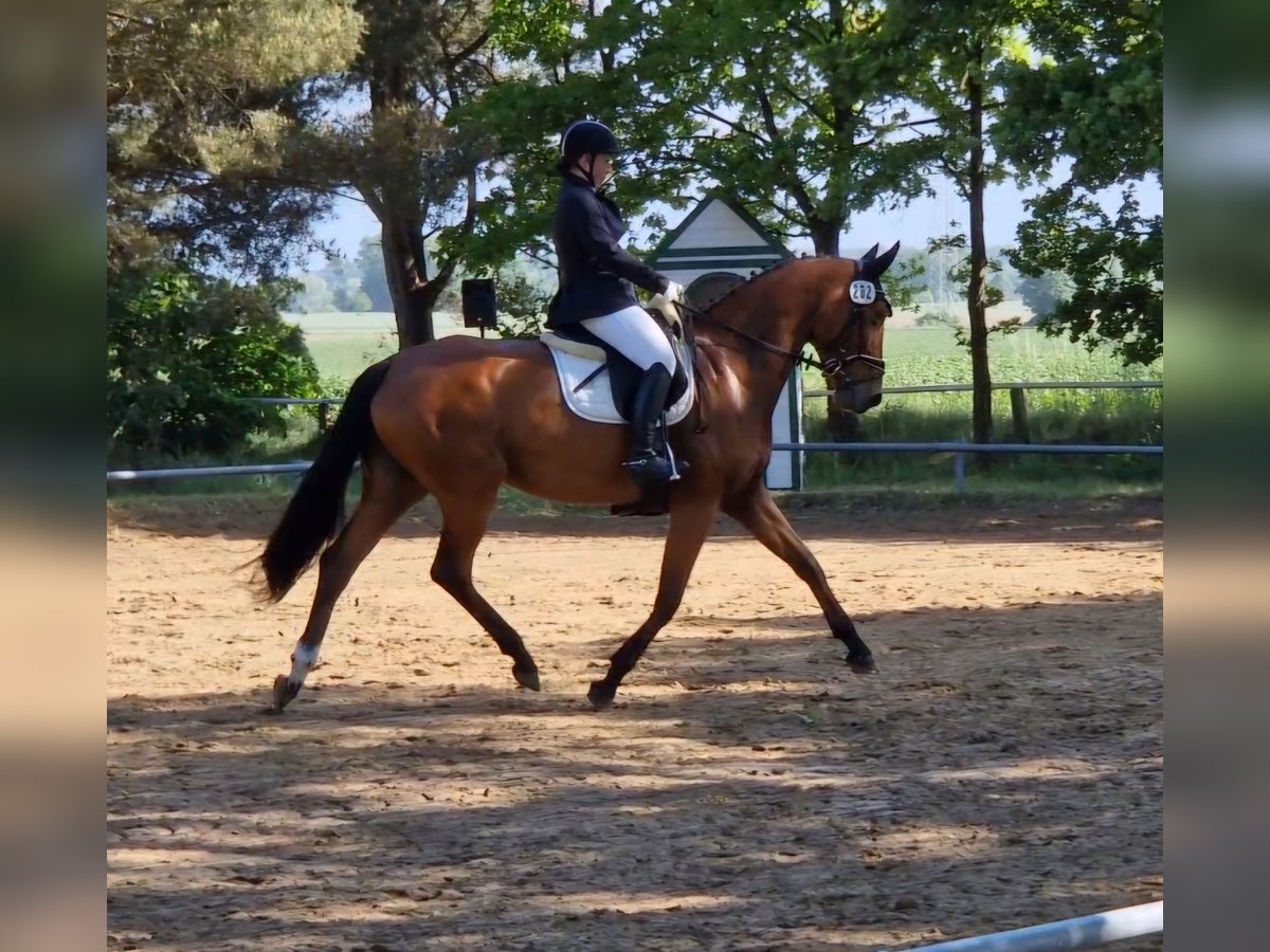 Hanovrien Jument 5 Ans 169 cm Bai in Wolfsburg