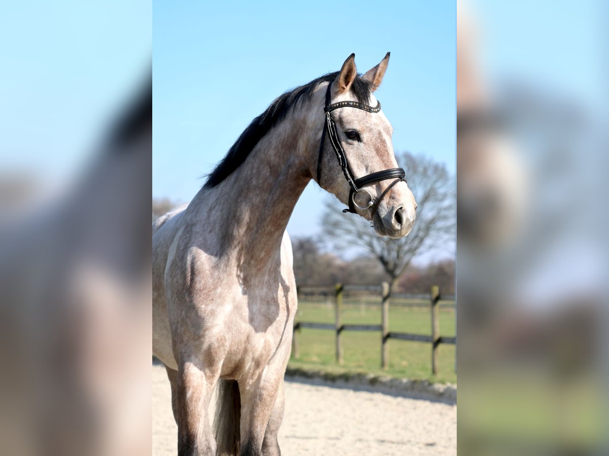 Hanovrien Jument 5 Ans 169 cm Gris in Nottuln