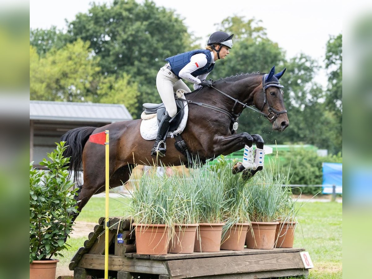 Hanovrien Jument 5 Ans 170 cm Bai brun in Lindewitt