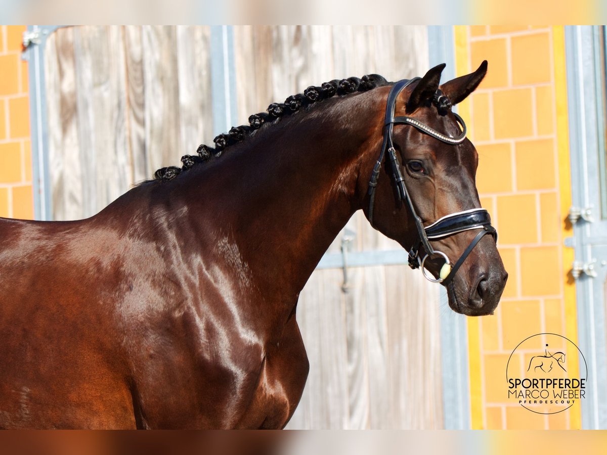 Hanovrien Jument 5 Ans 170 cm Bai brun in Walsrode