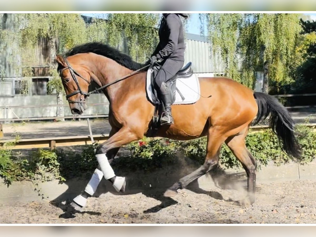 Hanovrien Jument 5 Ans 170 cm Bai in Sottrum