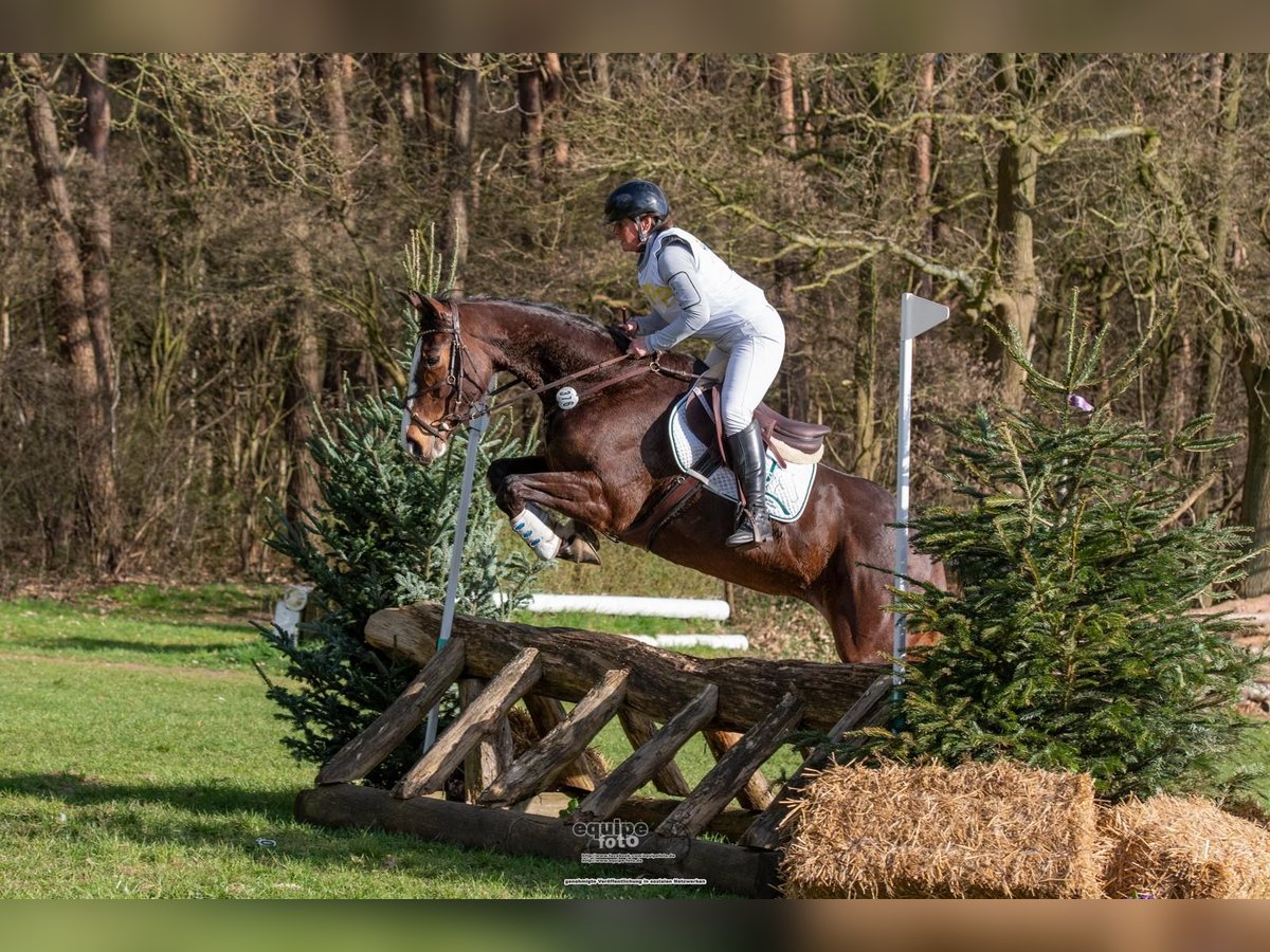 Hanovrien Jument 5 Ans 171 cm Bai in RatingenRatingen