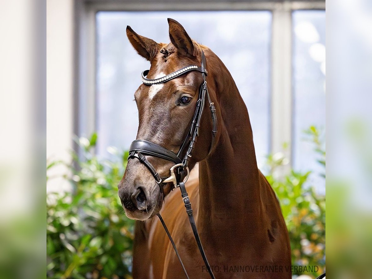 Hanovrien Jument 5 Ans 172 cm Alezan in Verden