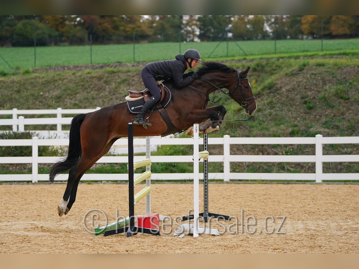 Hanovrien Jument 5 Ans 172 cm Bai in Region Prag