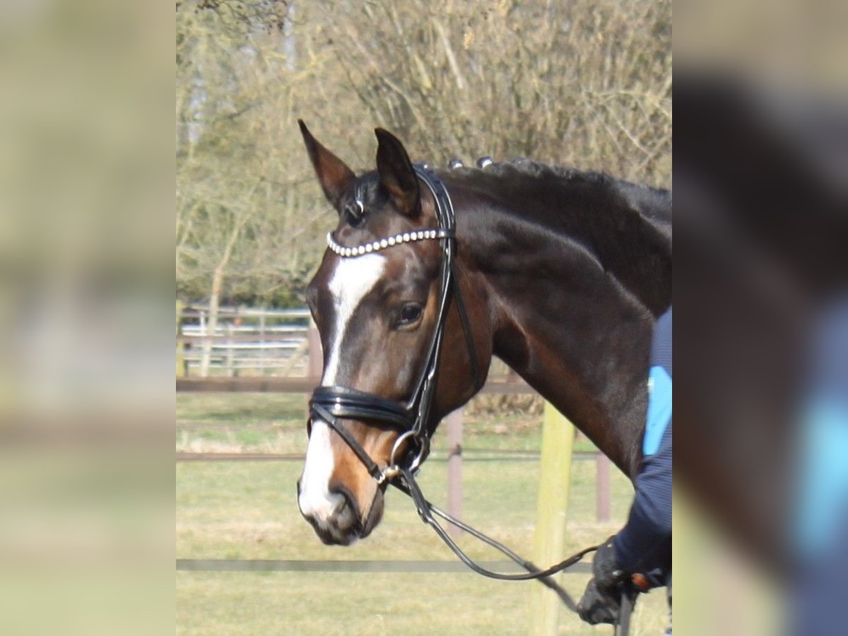 Hanovrien Jument 5 Ans 173 cm Bai brun in Ratekau9000